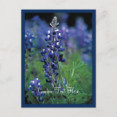 Bluebonnet Field Blue Flower, staat Texas Briefkaart (Voorkant)