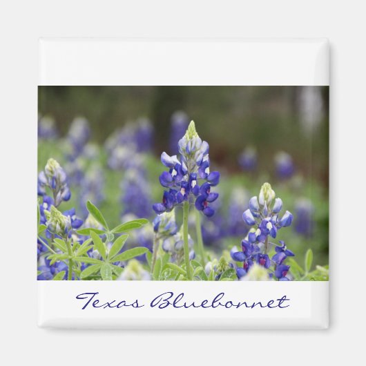 Bluebonnet Field Magnet (Voorkant)