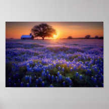 Bluebonnet Field op Sunset met Old Barn en Tree