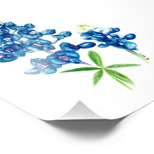 Bluebonnet Foto Afdruk (Hoek)