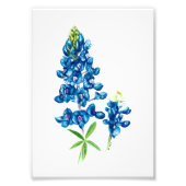 Bluebonnet Foto Afdruk (Voorkant)