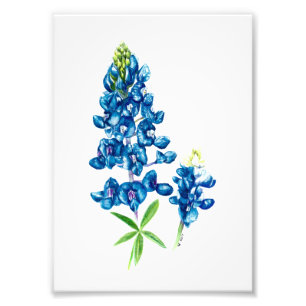 Bluebonnet Foto Afdruk