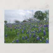 Bluebonnet Hill Briefkaart (Voorkant)