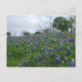 Bluebonnet Hill Briefkaart