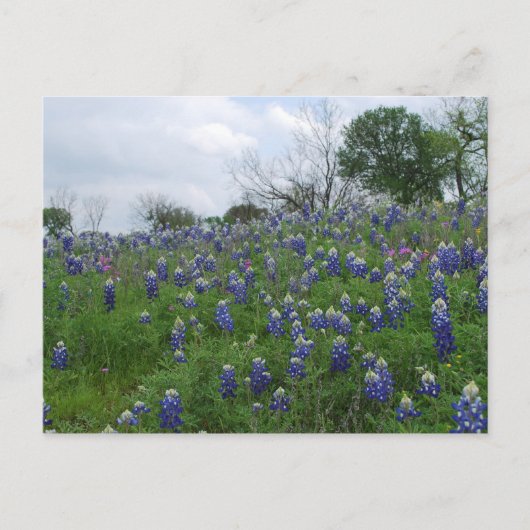 Bluebonnet Hill Briefkaart (Voorkant)