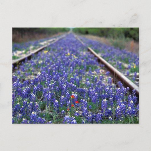 Bluebonnet Railroad Briefkaart (Voorkant)