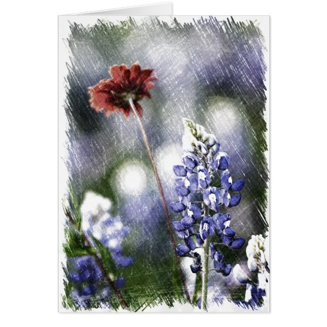 Bluebonnet Sketch (Voorkant)