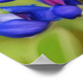Bluebonnet Texas Bloem Wilde Bloem Poster (Hoek)
