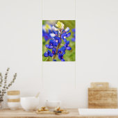 Bluebonnet Texas Flower Close Up Wildflower Poster (Keuken)