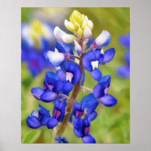 Bluebonnet Texas Flower Close Up Wildflower Poster