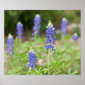 Bluebonnet Wildbloemen Poster (Voorkant)