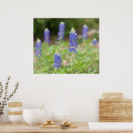 Bluebonnet Wildbloemen Poster (Keuken)