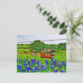 Bluebonnets and Longhorns, Texas Hill Country Briefkaart (Staand voorkant)