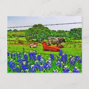 Bluebonnets and Longhorns, Texas Hill Country Briefkaart