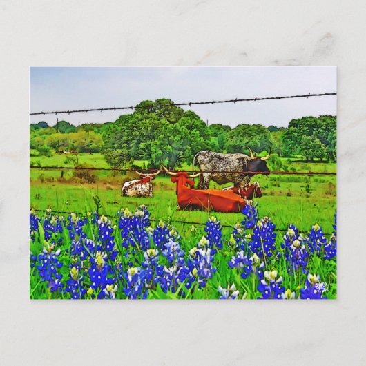 Bluebonnets and Longhorns, Texas Hill Country Briefkaart (Voorkant)