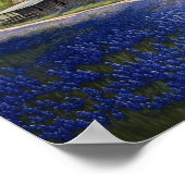 Bluebonnets and Old Barn in Texas Poster (Hoek)