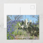 Bluebonnets & Cactus Ansichtkaart Briefkaart (Voorkant / Achterkant)
