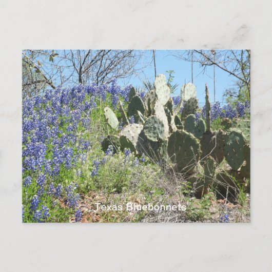 Bluebonnets & Cactus Ansichtkaart Briefkaart (Voorkant)