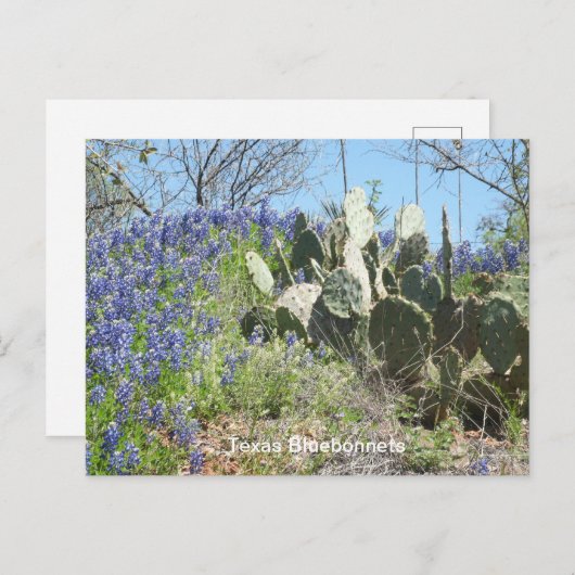 Bluebonnets & Cactus Briefkaart (Voorkant / Achterkant)