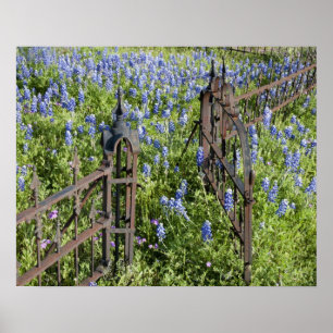 Bluebonnets en phlox rond de begraafplaatshek poster
