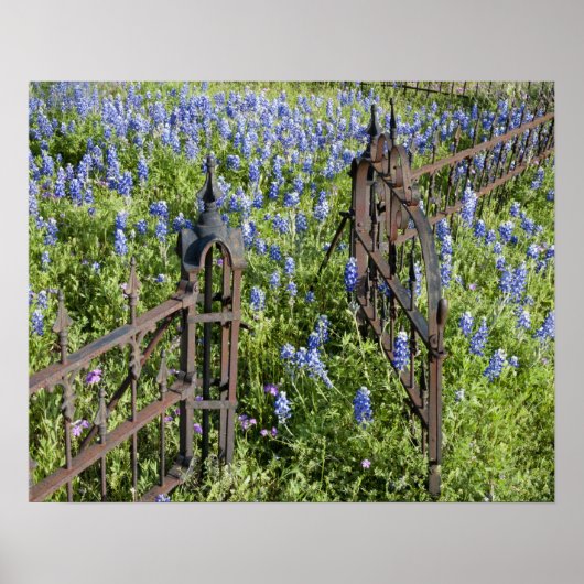 Bluebonnets en phlox rond de begraafplaatshek poster (Voorkant)