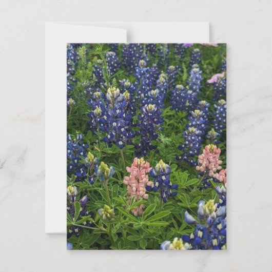 Bluebonnets en Snapdragons Feestdagenkaart (Voorkant)