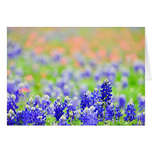 Bluebonnets in Evening (Voorkant Horizontaal)