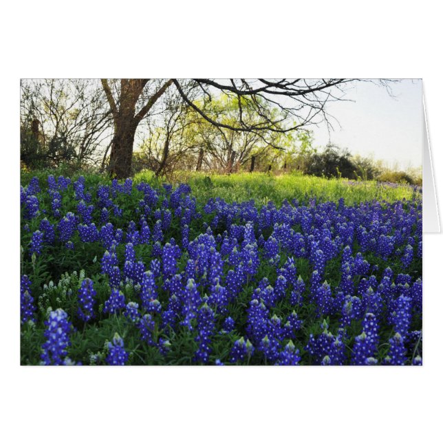 Bluebonnets in Evening (Voorkant Horizontaal)