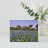 Bluebonnets in het Bloom briefkaart (Staand voorkant)