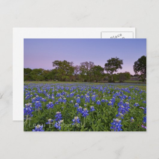 Bluebonnets in het Bloom briefkaart (Voorkant / Achterkant)