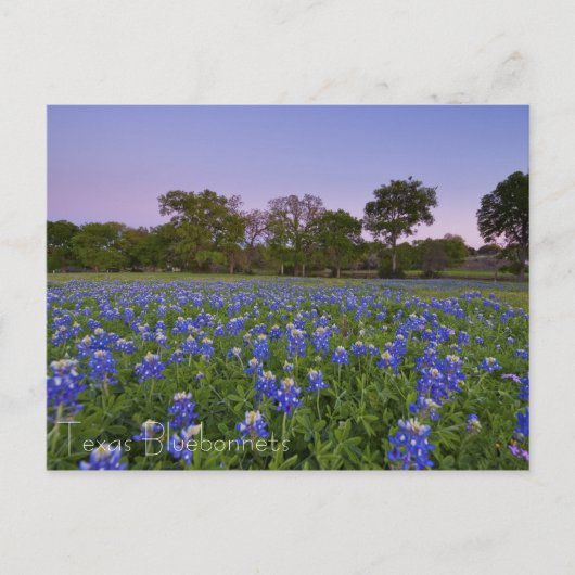 Bluebonnets in het Bloom briefkaart (Voorkant)