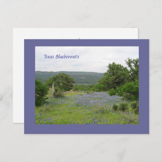 Bluebonnets in Texas Briefkaart (Voorkant / Achterkant)