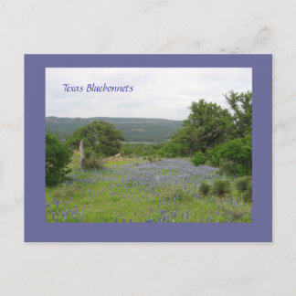 Bluebonnets in Texas Briefkaart