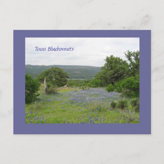 Bluebonnets in Texas Briefkaart (Voorkant)