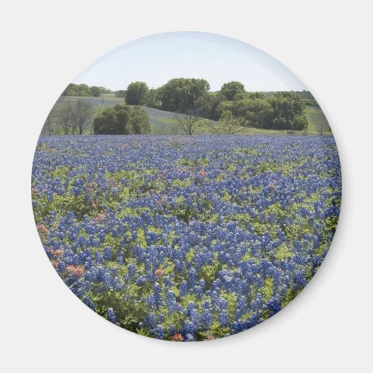 Bluebonnets Magnet (Voorkant)