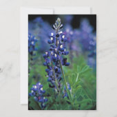 Bluebonnets Texas Bloemen Wildflower Bruiloft Kaart (Achterkant)