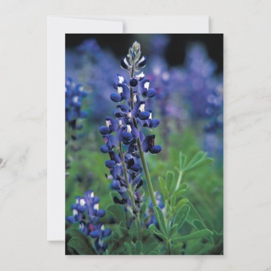 Bluebonnets Texas Bloemen Wildflower Bruiloft Kaart (Achterkant)