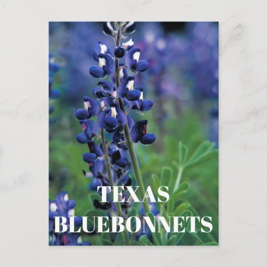 Bluebonnets Texas State Bloem Blauw Bloemen Lupine Briefkaart (Voorkant)