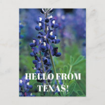 Bluebonnets Texas State Bloem Blauw Bloemen Lupine