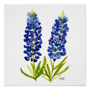 Bluebonnets Texas State Flowers Lupine Waterverf Perfect Poster