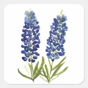 Bluebonnets Texas State Flowers Lupine Waterverf Vierkante Sticker