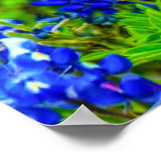 Bluebonnets van Texas Rustic Blue Wildflower Poster (Hoek)