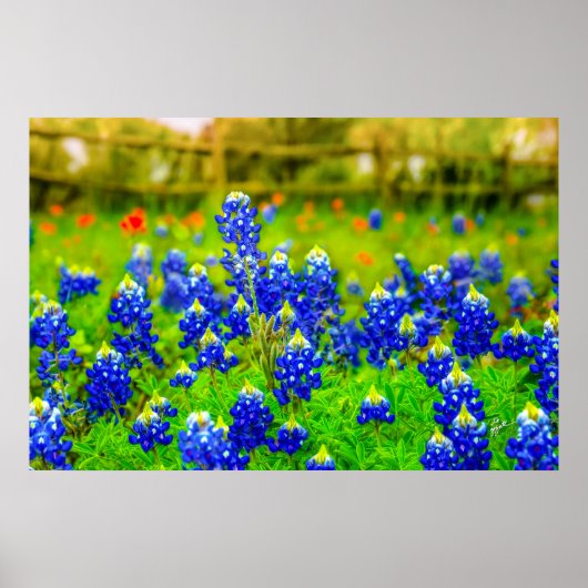 Bluebonnets van Texas Rustic Blue Wildflower Poster (Voorkant)