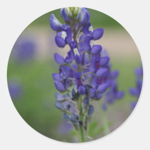 BlueBonnett Ronde Sticker