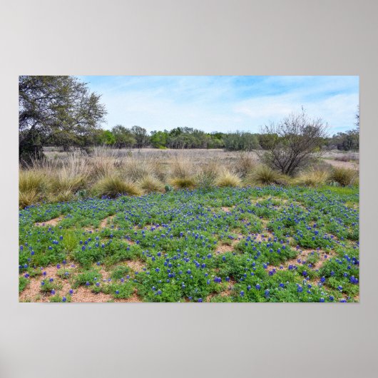 Bluebonnetveld, Austin, Texas Poster (Voorkant)