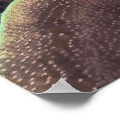 Blueface Angelfish Poster (Hoek)