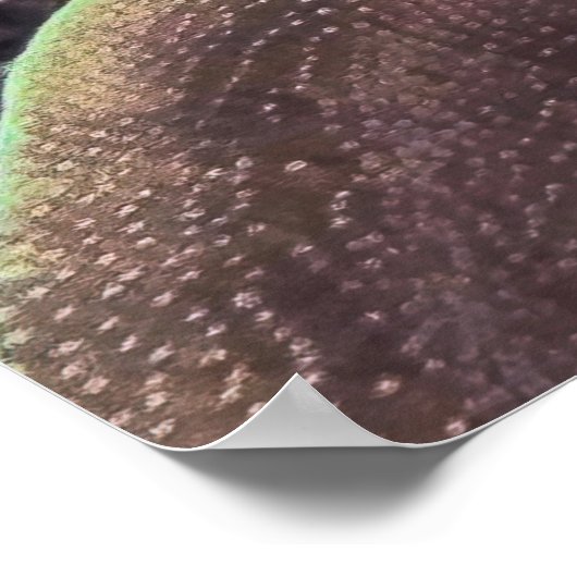 Blueface Angelfish Poster (Hoek)