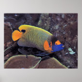 Blueface Angelfish Poster (Voorkant)