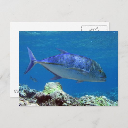 Bluefin Trevally Briefkaart (Voorkant / Achterkant)