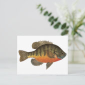 Bluegill Bream Briefkaart (Staand voorkant)
